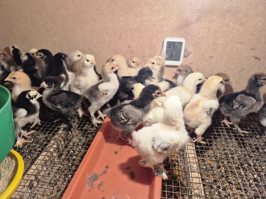 Brama joja va tovuq xorozlar