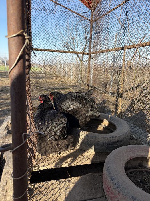 Oua de incubat de la gainile din imagine