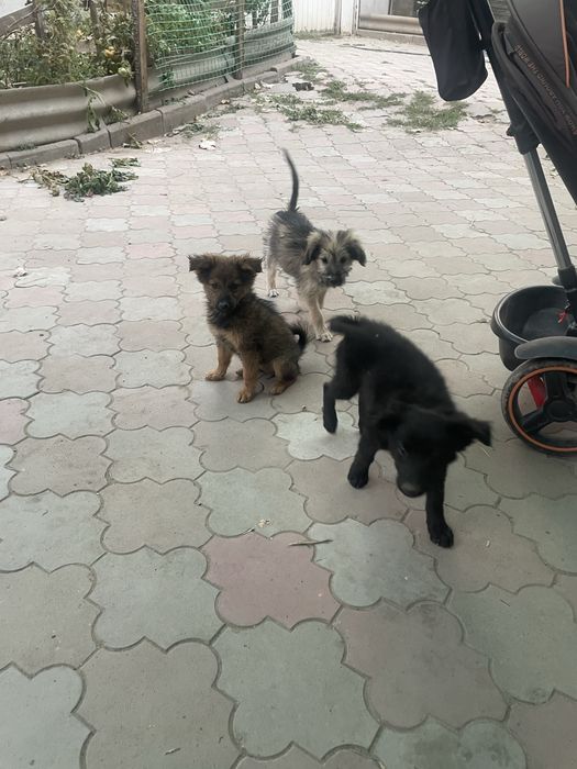 Породистые щенки