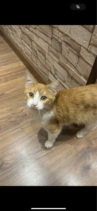 Отдам котика в добрые руки, с ненавязчивым отслеживанием