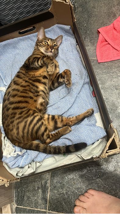 Бенгальские котята