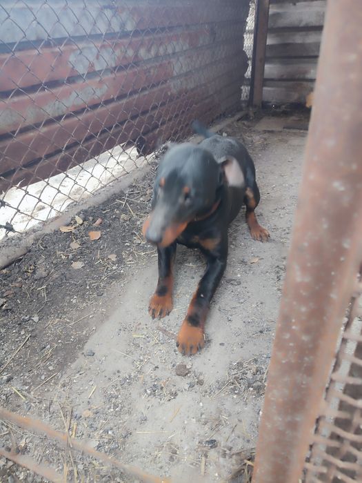 Продам кобеля ягдтерьера