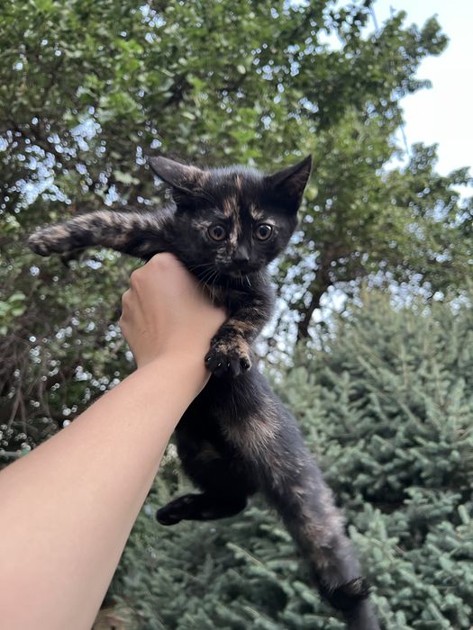 Отдам котенка в добрые руки