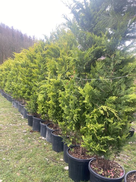 Cupressocyparis Leylandii