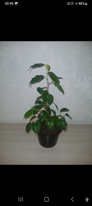 Фикус бенджамина
