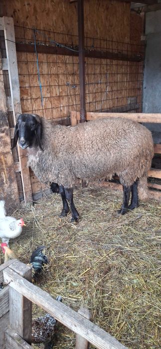 Berbec bulgaresc varsta doi ani