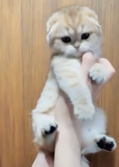 Золотые котята шиншилята