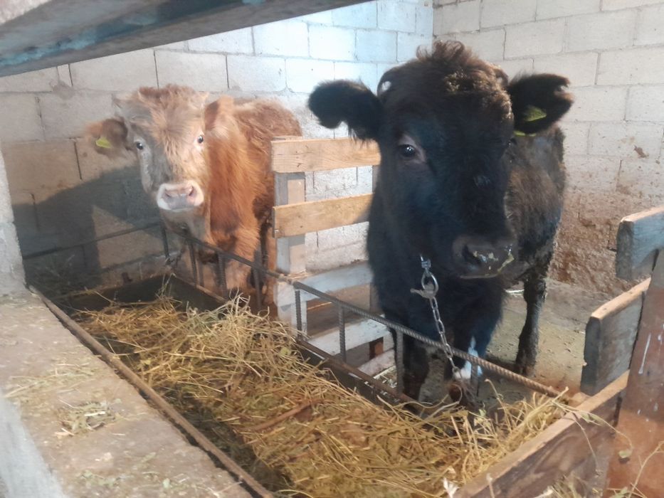 Продам Бычков по 9месец