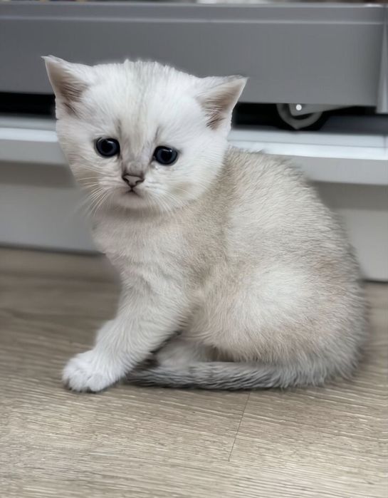 Шиншилла Вислоухие Шотландцы