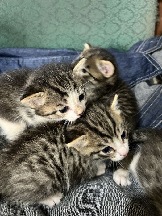 Отдам котят в хорошие руки!!!