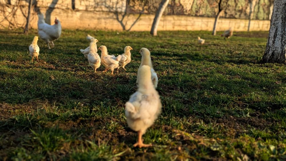 Vând oua pt incubat La bresse