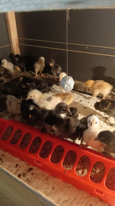 Продам недельных цыплят