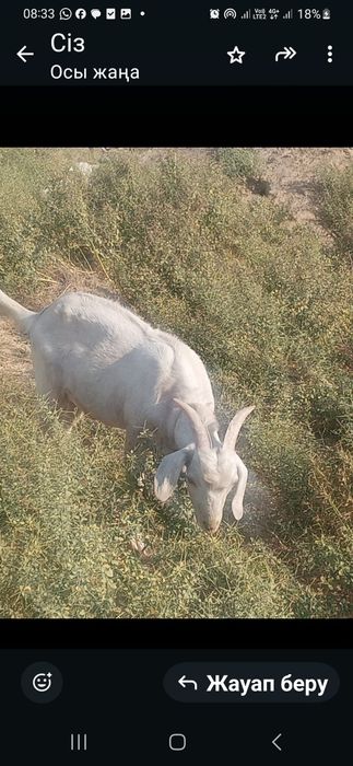 Пародасы жаксы колда багылган