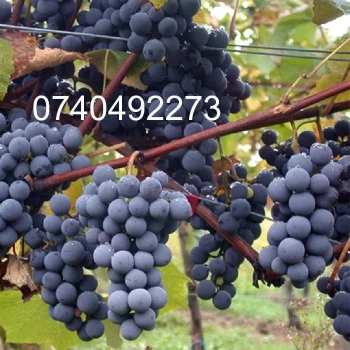 struguri pentru vin