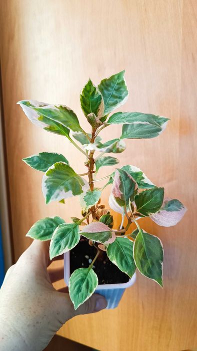 Бальзамины махровые