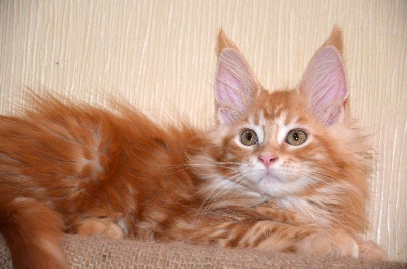 Малыши Мейн Куна