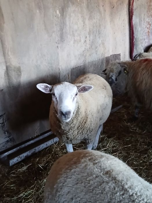 De vanzare un berbec texel  mior