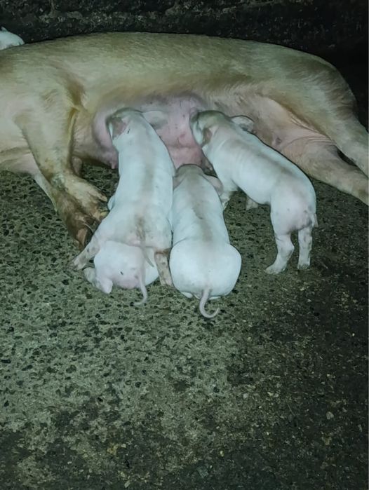 Поросята молодые