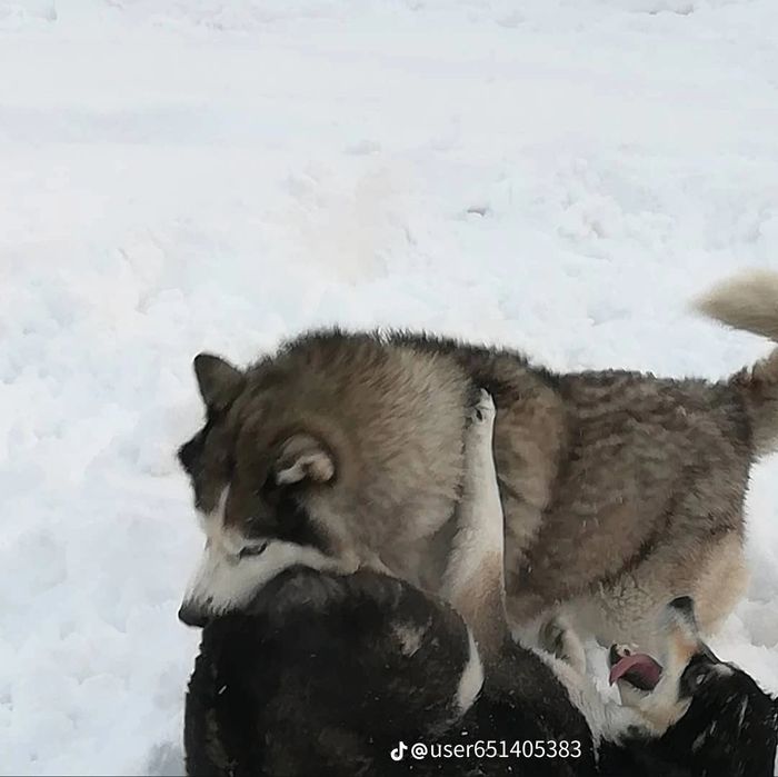 Продам щенков Хаски