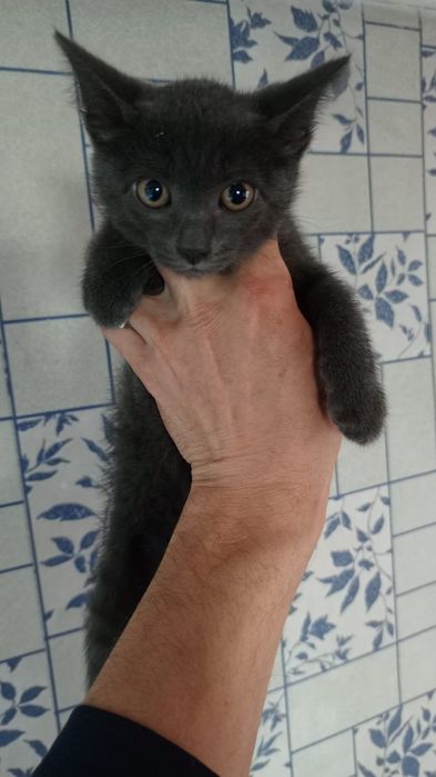 Отдам очаровательных котят!!!