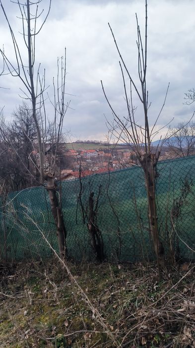 Продава се Парцел в с. Кралев дол, Област Перник - 625 кв.м за 41 €/кв.м - Снимка #2