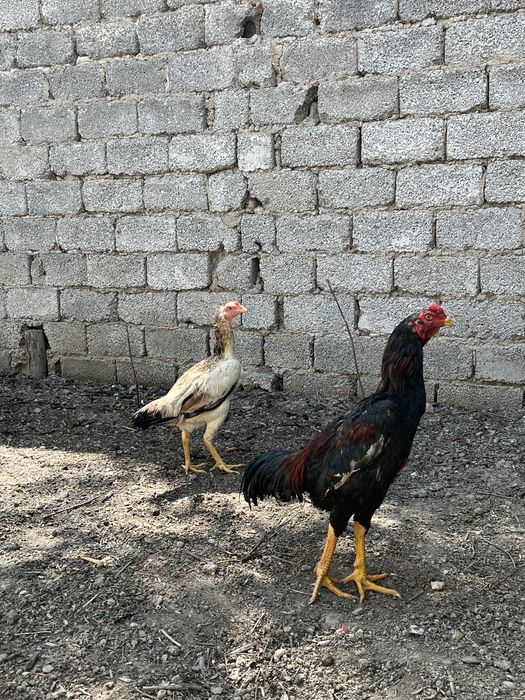 Dakan xoroz va tovuq sotiladi