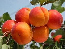 Cais Sweet Red la Ghiveci