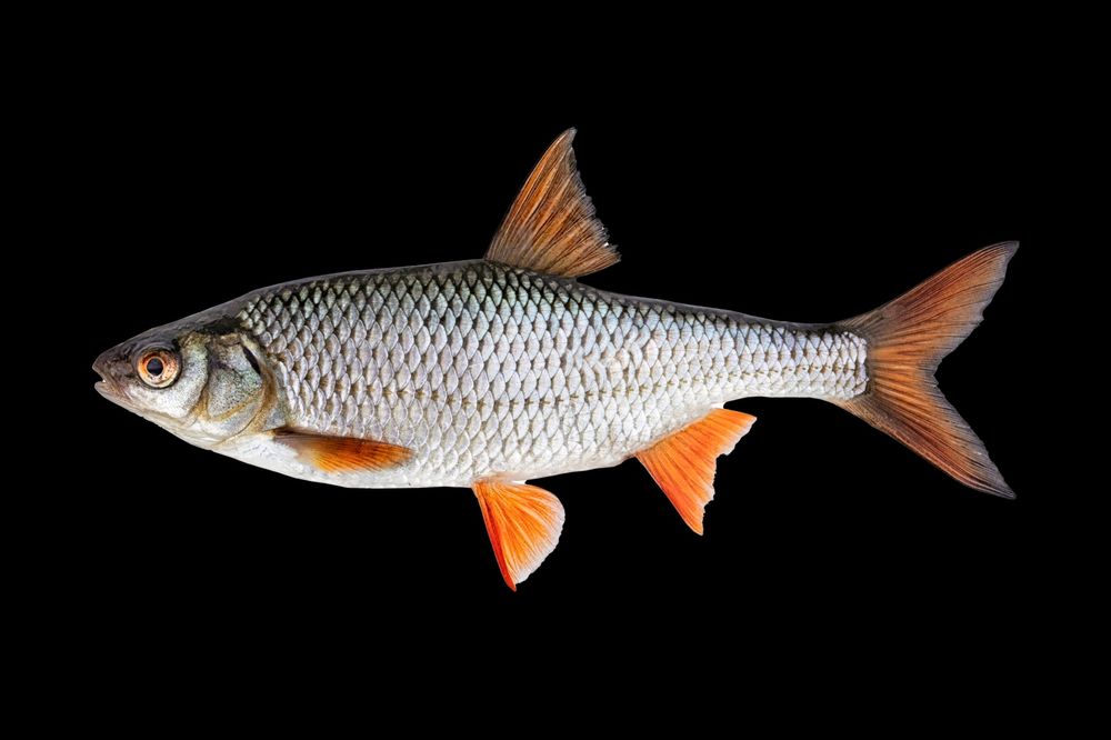 Продается живец чебака 80тг