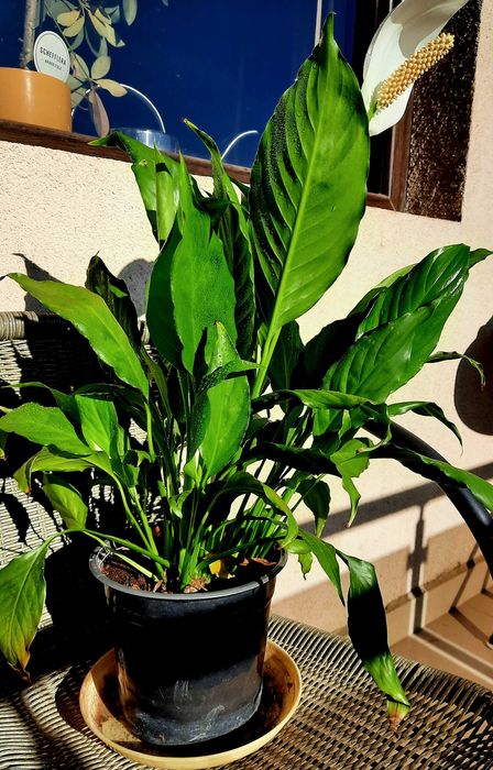 Вечно зелен Спатифилум