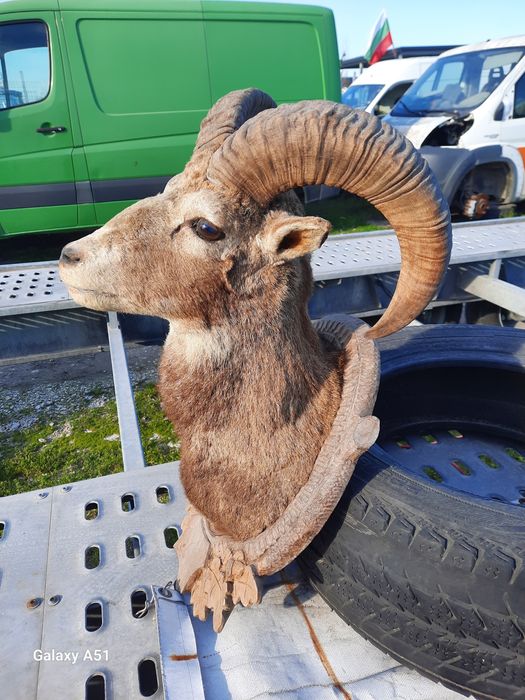 Трофей МУФЛОН...