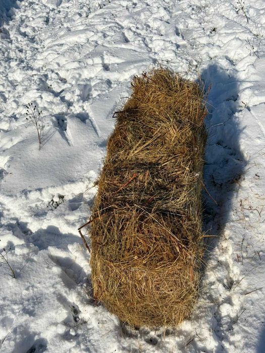 Vind baloți de trifoi dreptunghiulari