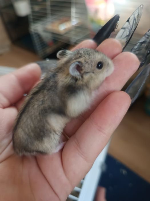 Vand hamster pitici cu cușcă