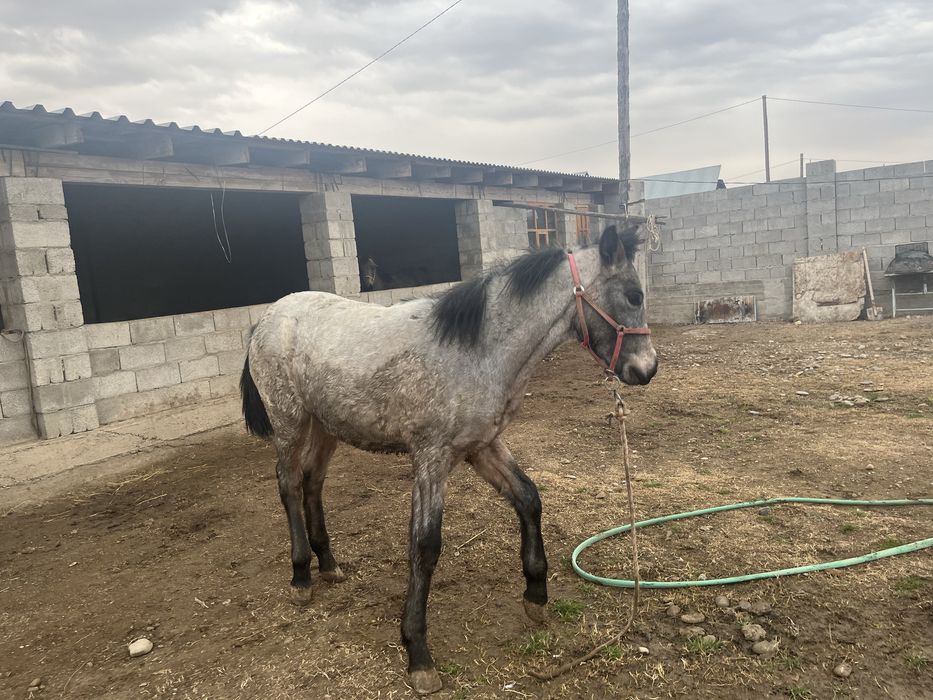 Жабағы сатылады