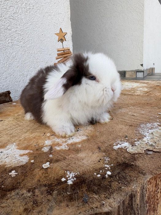 Iepuri pitici de companie berbec pitic/mini lop/holland lop