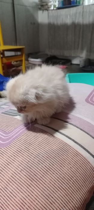 Продаются породистые котята срочно не дорого.!