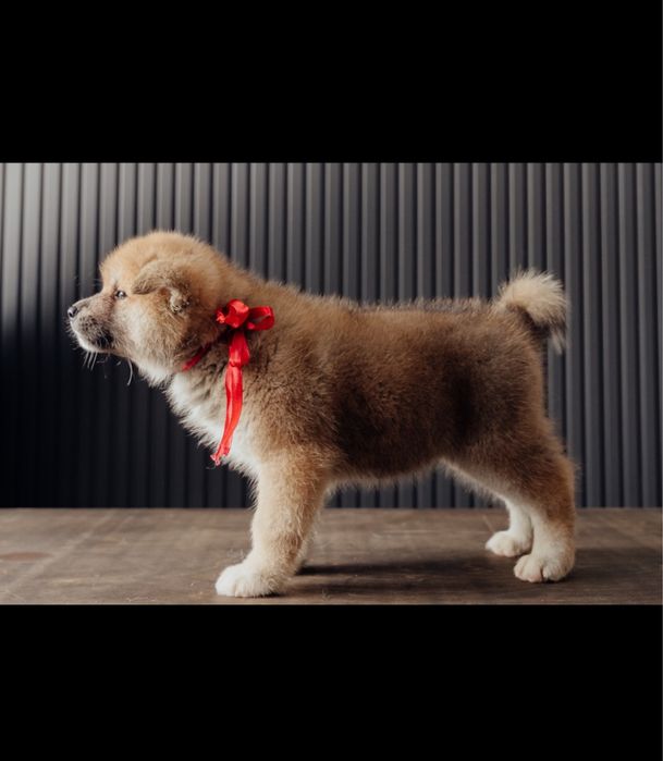 Щенки Акита Ину (Хатико)