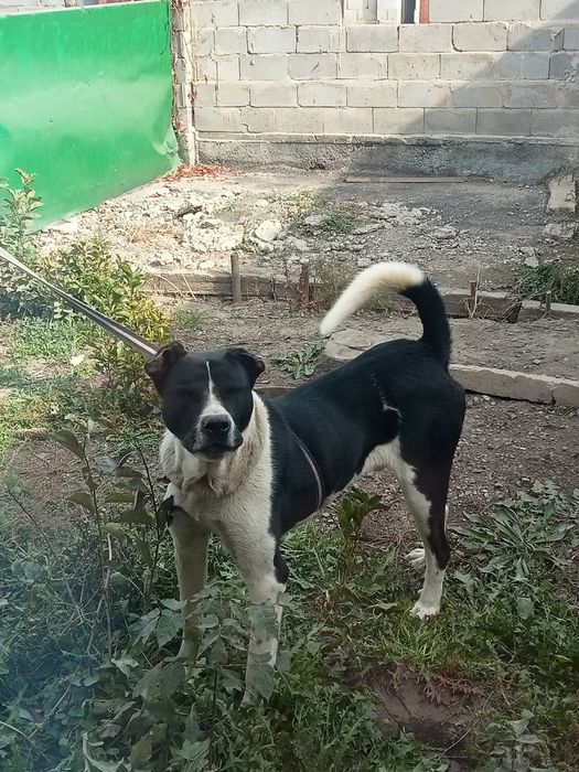 Алабай сатылады жаксы ИТ