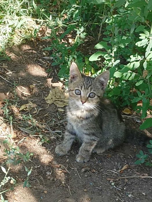 Отдам в добрые руки котят