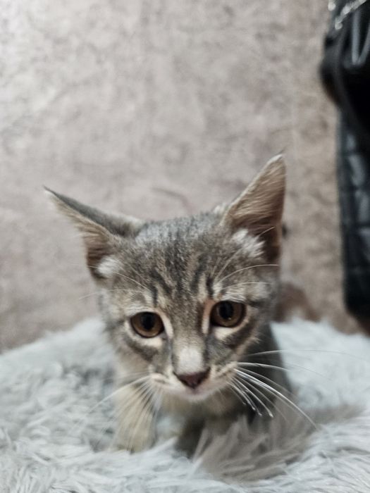 Девочка красавица