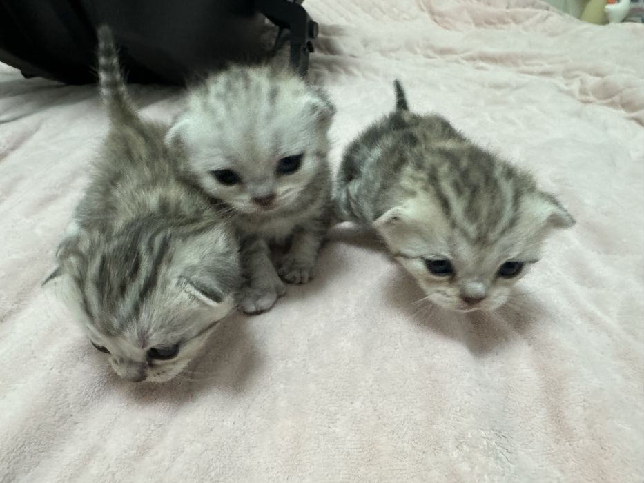 Продам Шотландских котят