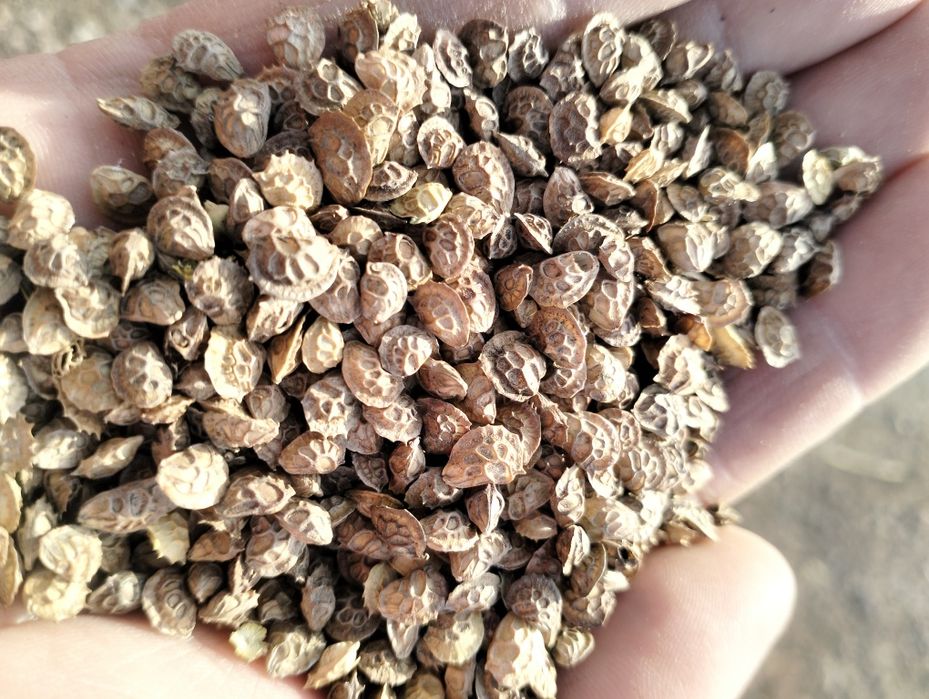 Продам Семена Эспарцета