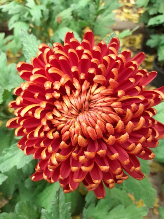 Lichidare stoc crizanteme la ghiveci, buche si radacini