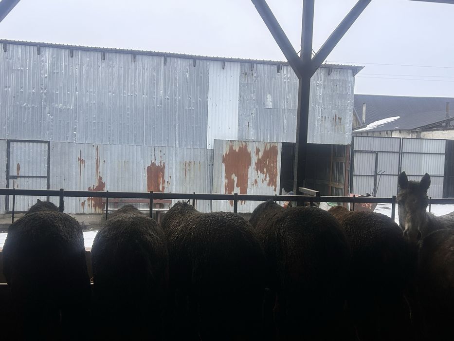 Семіз жылқы сатылады бордақы