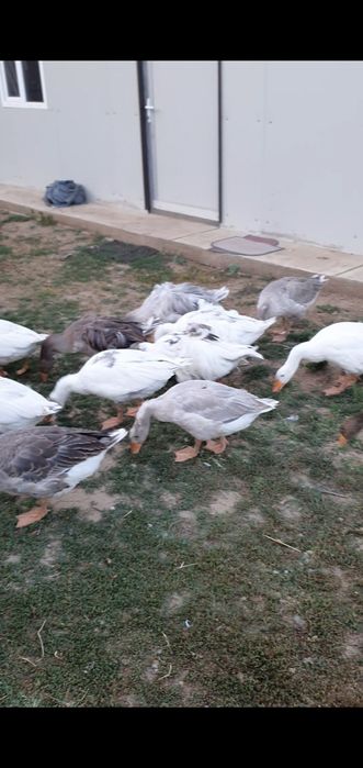 Gâște crețe mature sau boboci !