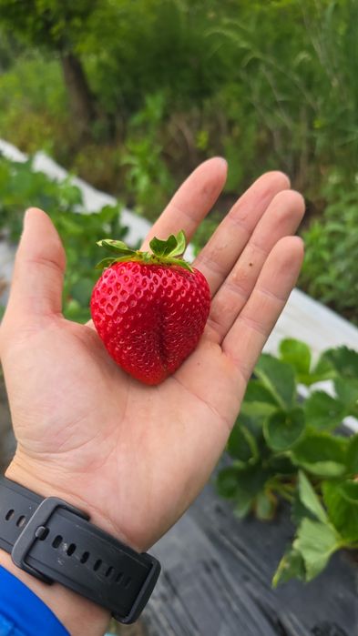 Stoloni căpșuni soiul  murano