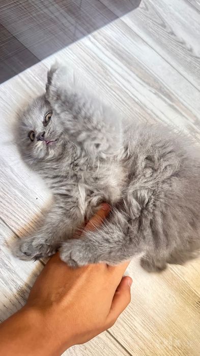 Кошка скоттиш фолд
