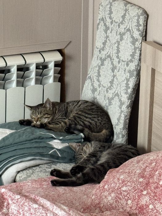 Котенок 4-х месячный кот