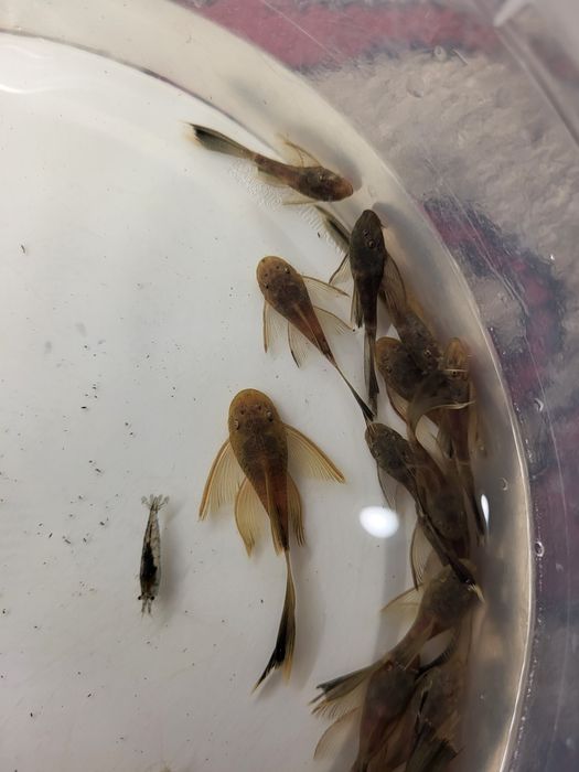 Vând peștii de acvariu