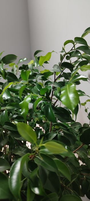 Ficus Benjamin aprox 2,5 m