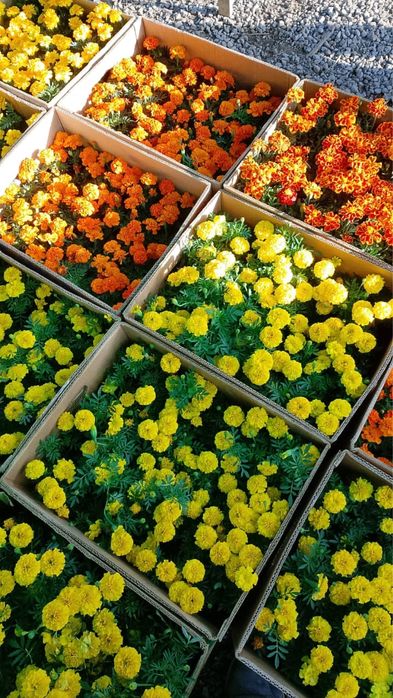 Петуния Сальфия Бархатцы